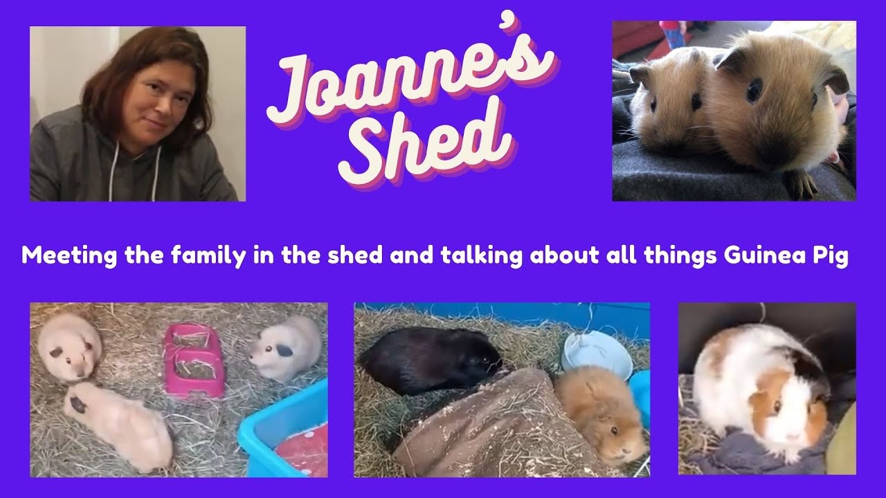 Joanne's shed set up
