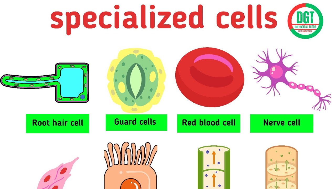 CELL SPECIALIZATION || BIOLOGY || FULL TOPIC