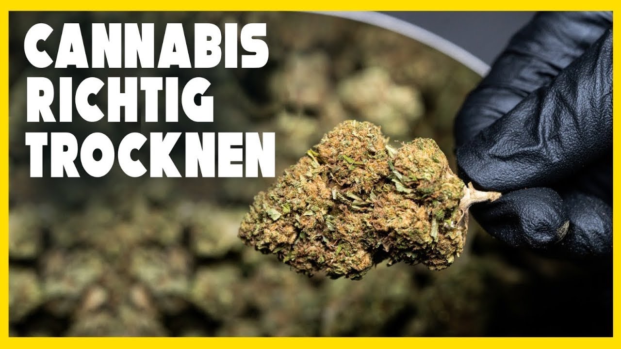 WIE du dein CANNABIS richtig TROCKNEST 🥦