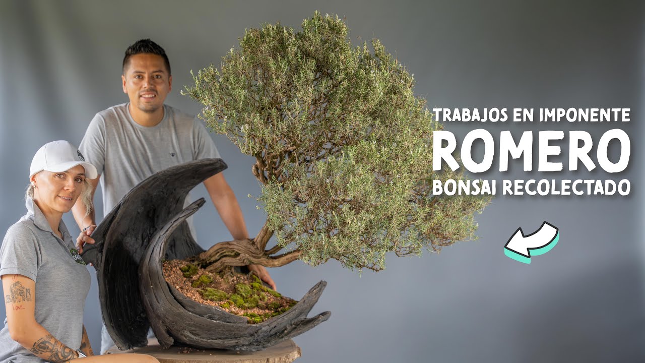 Transformando un Grande | Trabajos en Imponente Romero Bonsai Recolectado
