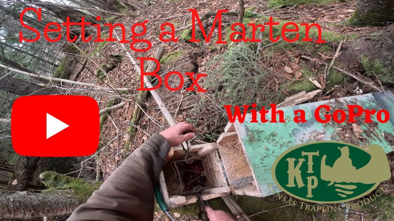 Marten Trapping; Setting A Maine Legal Marten Box Using GoPro