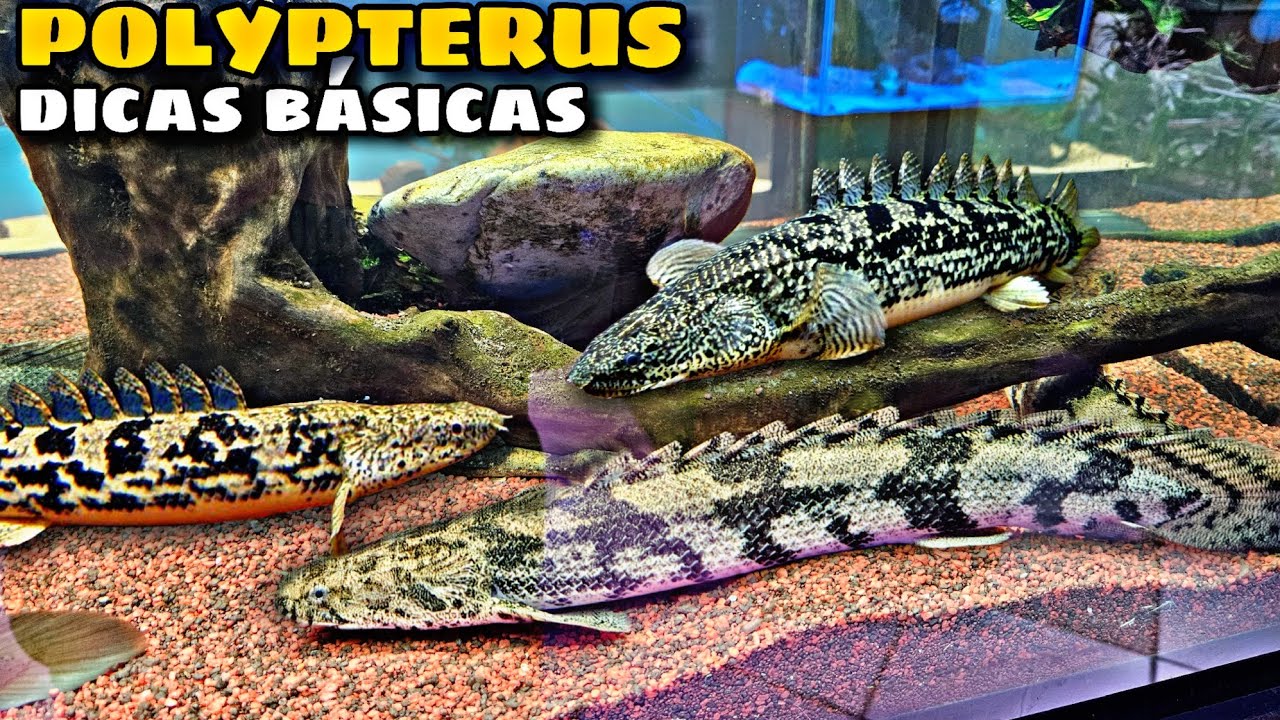 DICAS BÁSICAS PARA MANTER POLYPTERUS EM AQUÁRIOS