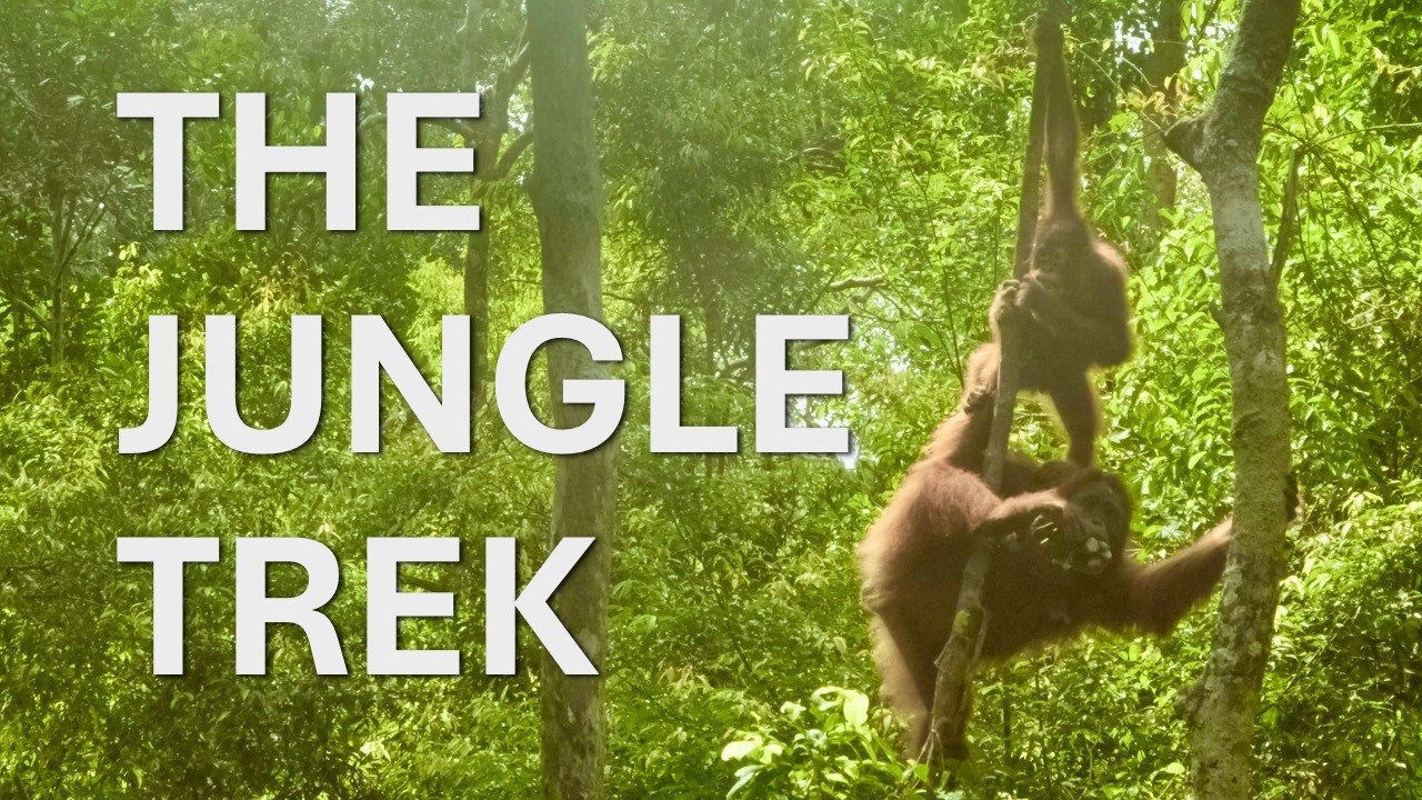 THE JUNGLE TREK: Finding Orangutans at Pondok Tanggui, Tanjung Puting National Park