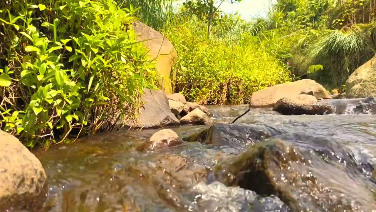 Wild River in Nature – Calming Background