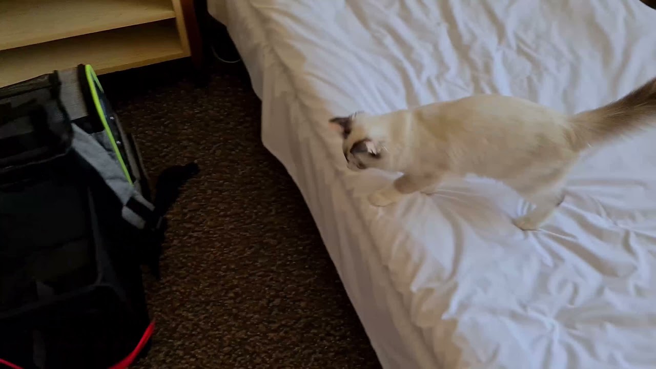 Podróż z kotem samolotem