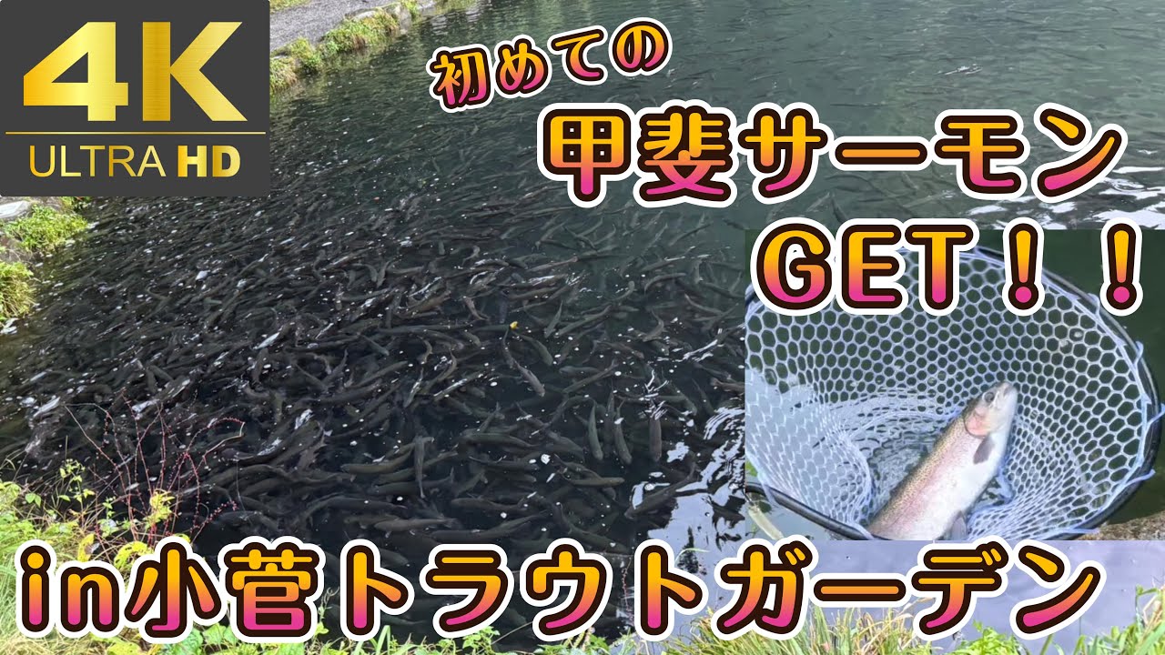 【小菅トラウトガーデン】甲斐サーモン、マジで釣れたわ・・・