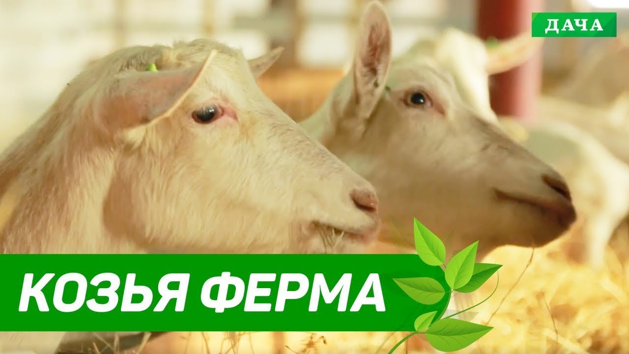 Удачный бизнес: Козья Ферма | Как ухаживать за козами | Бизнес идеи для фермеров