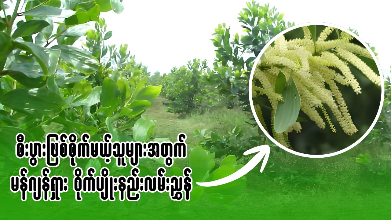 မန်ဂျန်ရှားပင်စိုက်ပျိုးနည်း ၊Toe Pwar - စိုက်ပျိုးရေးနည်းပညာ