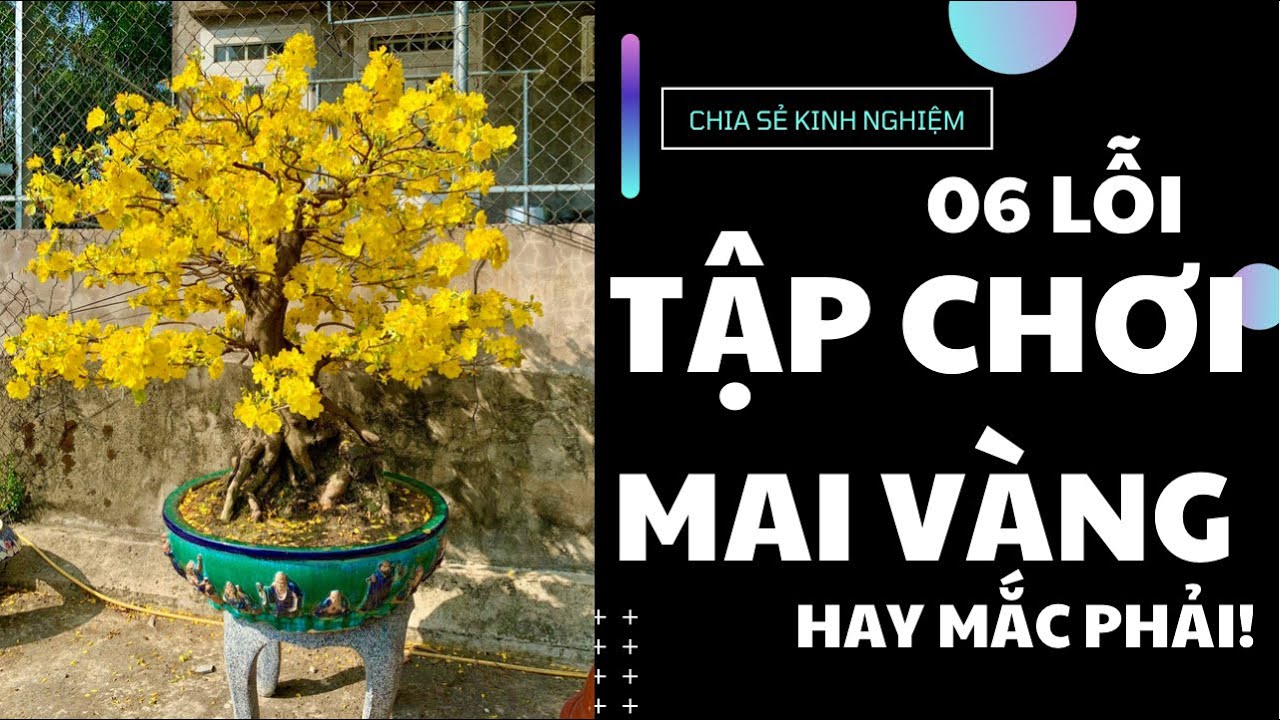 Chia sẻ kinh nghiệm về những lỗi chăm sóc Mai Vàng mà anh em mới tập chơi hay dính phải! -09