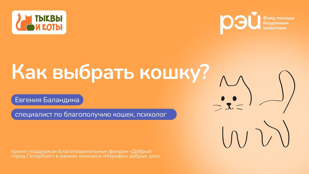 Как выбрать кошку?