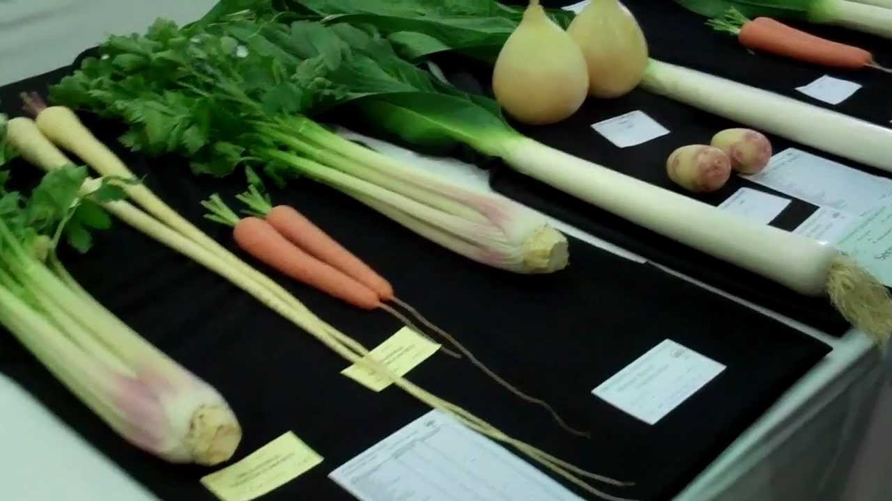 Harrogate Autumn Vegetable Show plus World record breaking Peter Glazebook Onion weigh in
