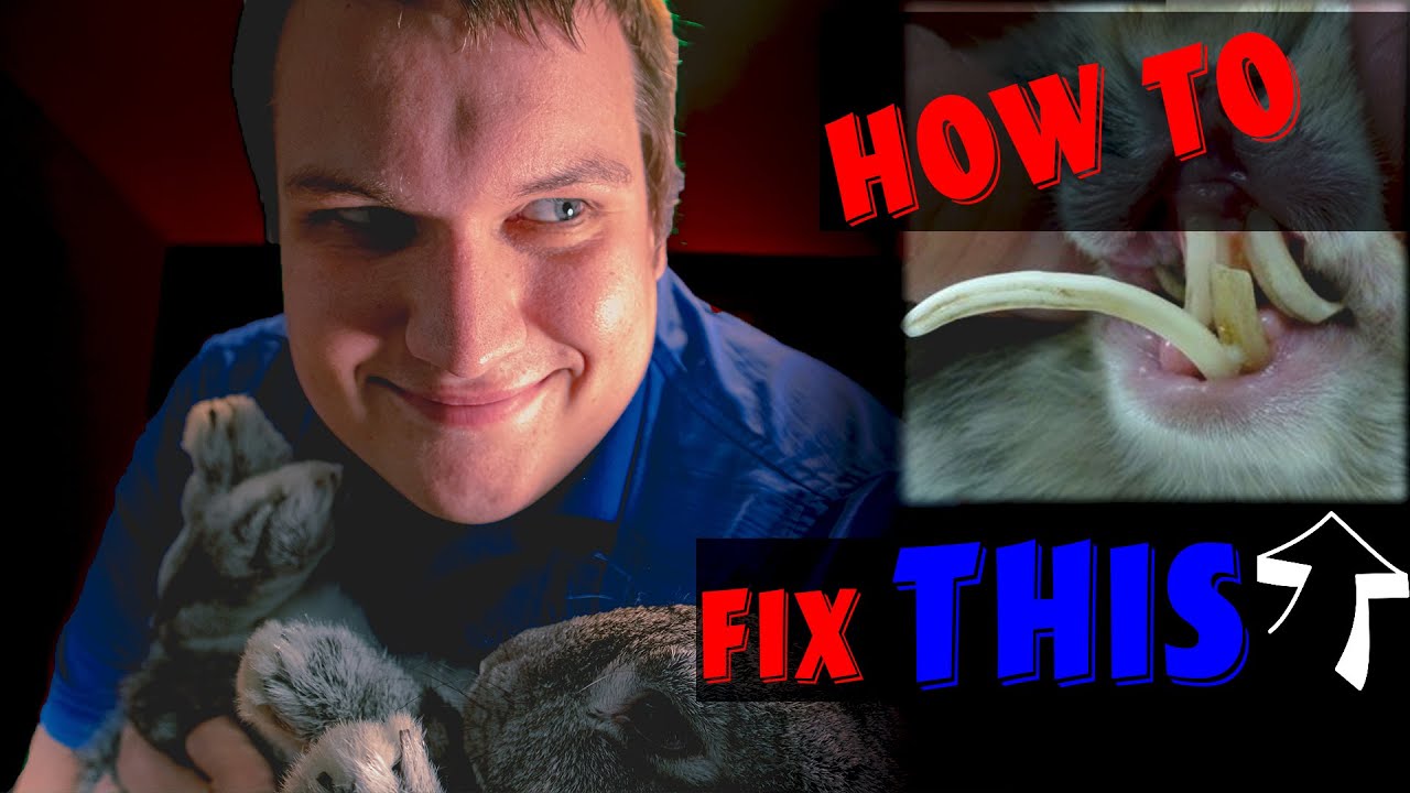Rabbit Teeth trimming, what a vet wants YOU to know about rabbit dental disease