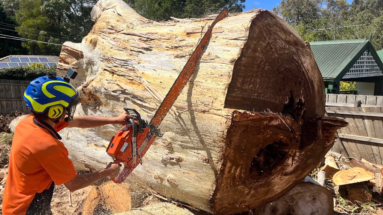17yo VS 250yo Gum Tree Day 1