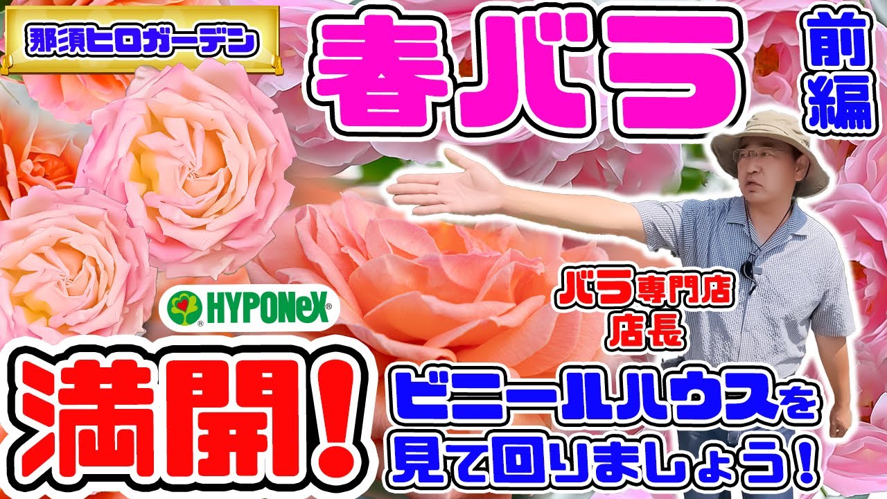 (前編)【春バラ満開🌹】バラ専門店の春バラが大変な事になっていました・・バラ専門店店長・高木大輔さん