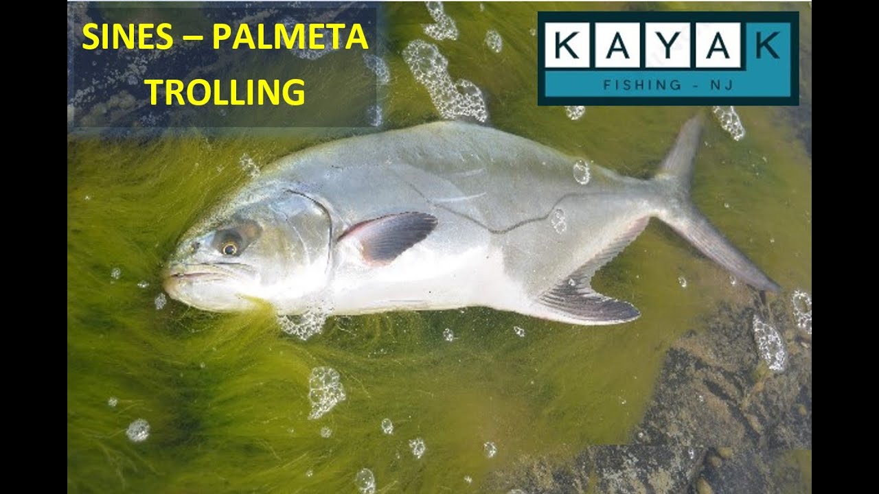 #11 – SINES – TROLLING – PALMETA / LICHIA AMIA
