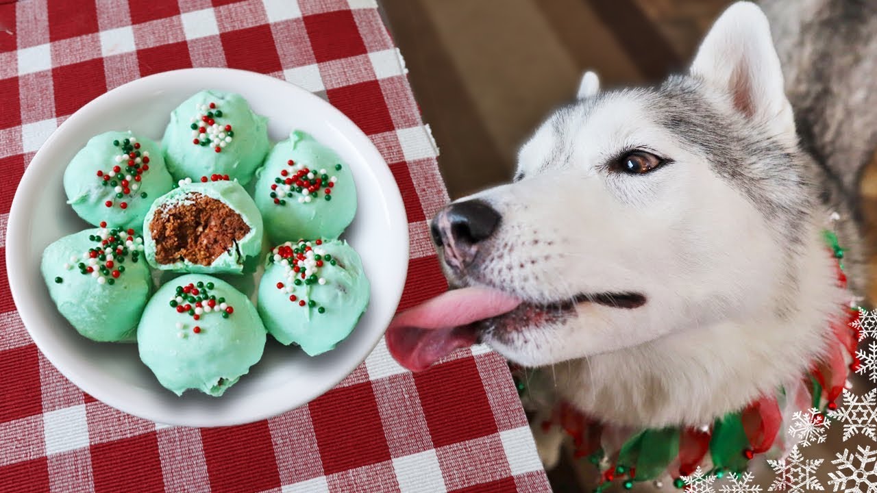We Made Truffles For Dogs 🎄 DIY Dog Treats for Christmas