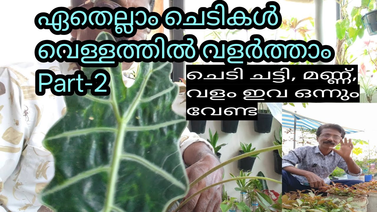 ഏതെല്ലാം ചെടികൾ വെള്ളത്തിൽ വളർത്താം Part-2 