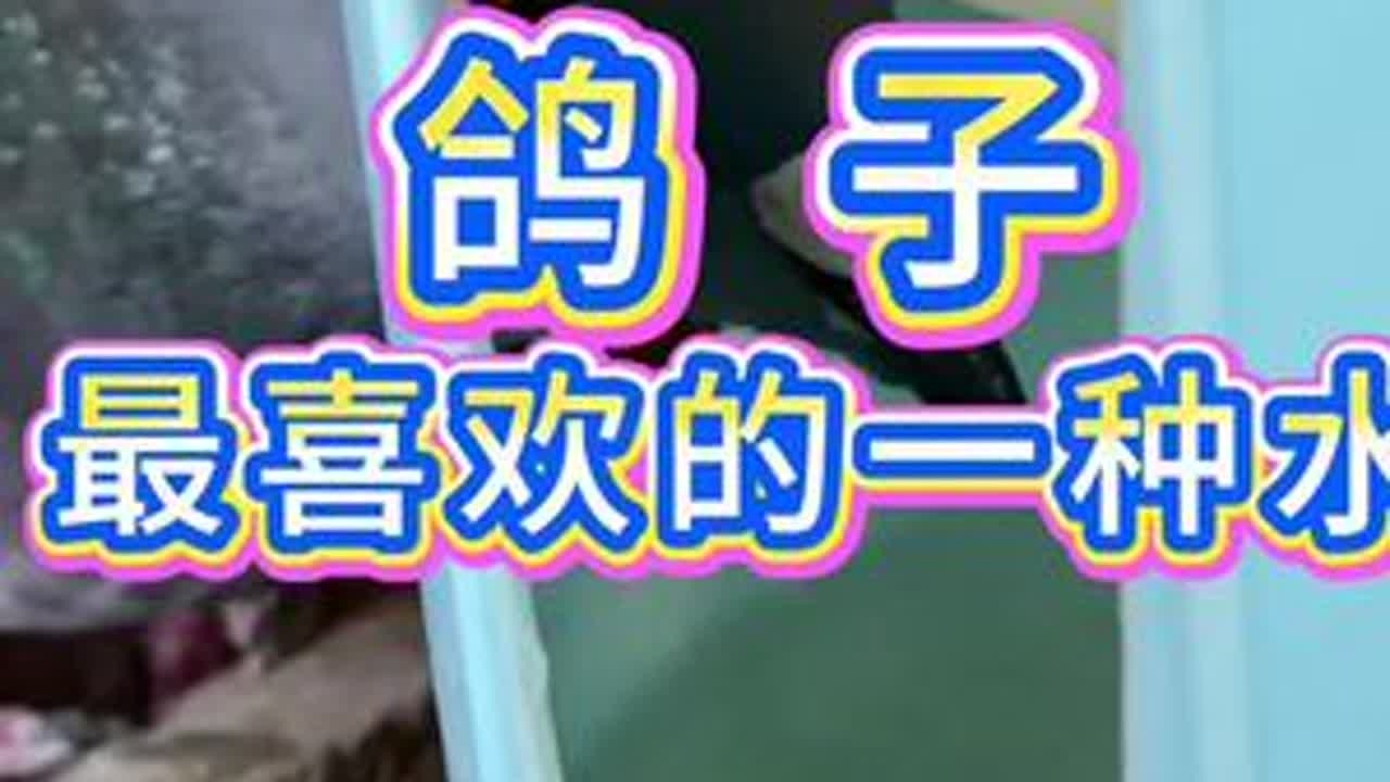 #鸽子养殖技术