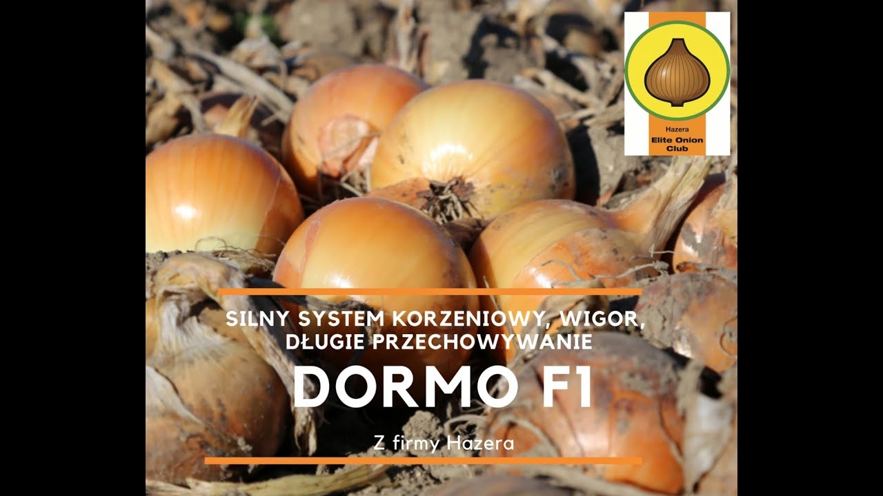 Idealna odmiana cebuli? Sprawdzamy Dormo F1!