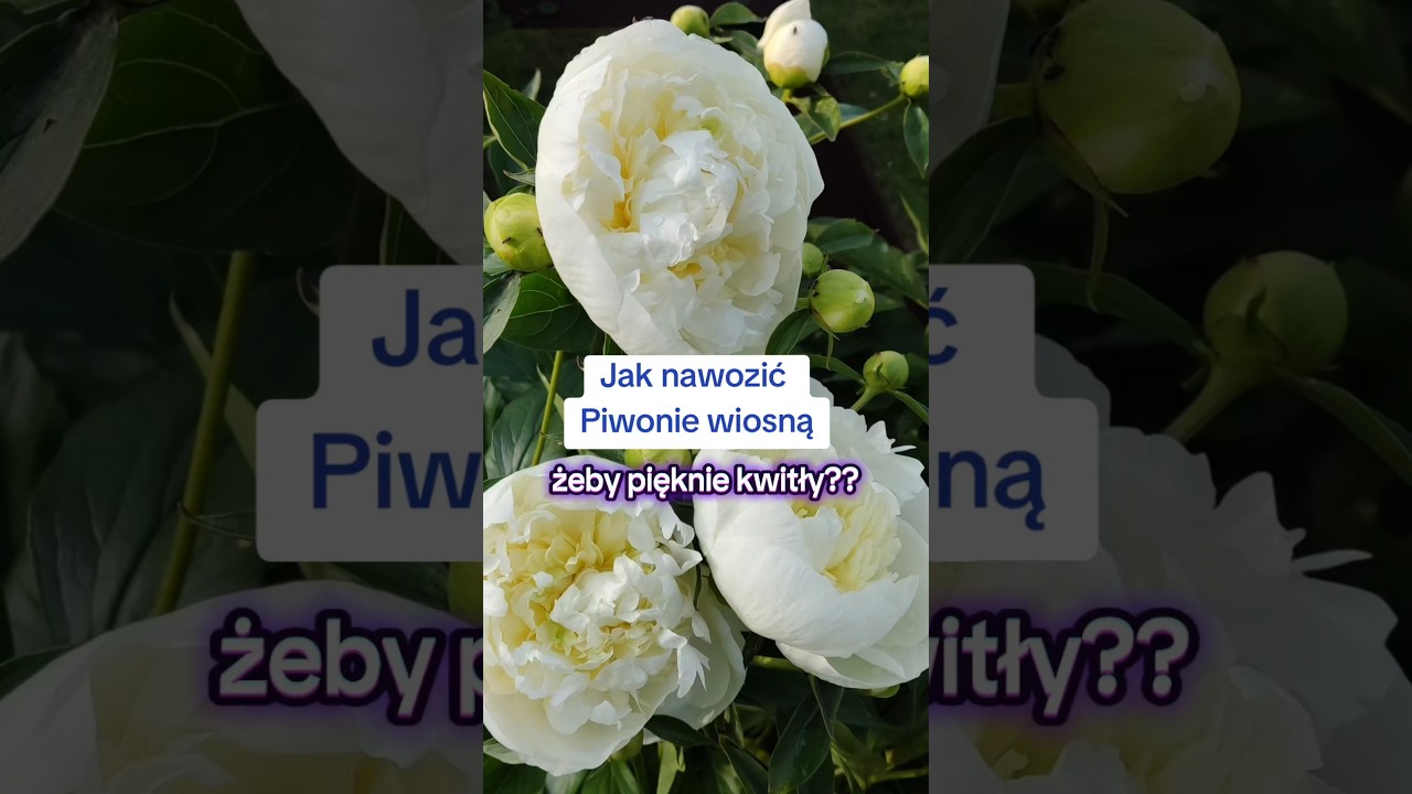 Wiosenne nawożenie - sekret pięknych piwonii #ogrodnictwo #poradyogrodnicze #peonies #kwiatyogrodowe