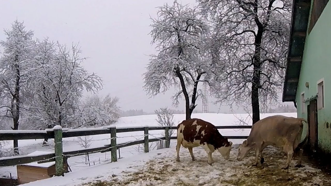 First Snow on the Farm