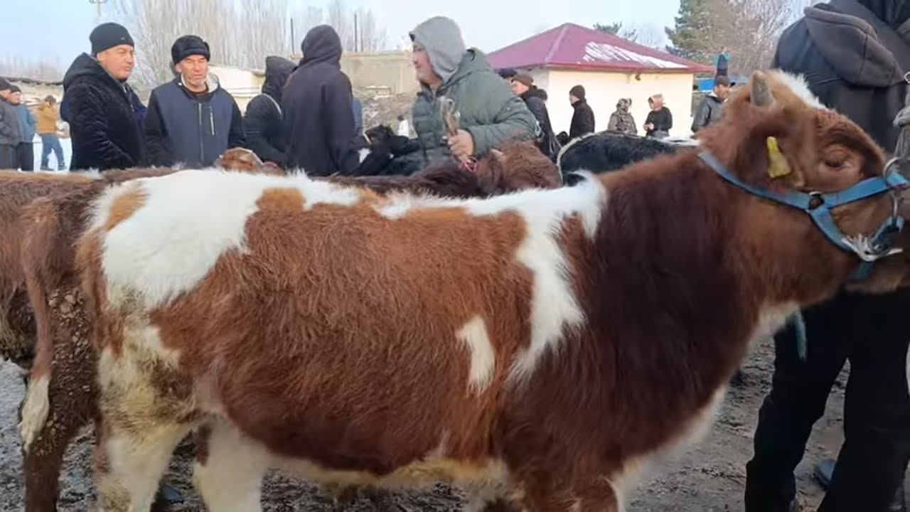 ШАЙМАН МОЛ БОЗОРИ МАЙДА ВА КАТТА МОЛЛАР НАРХЛАРИ