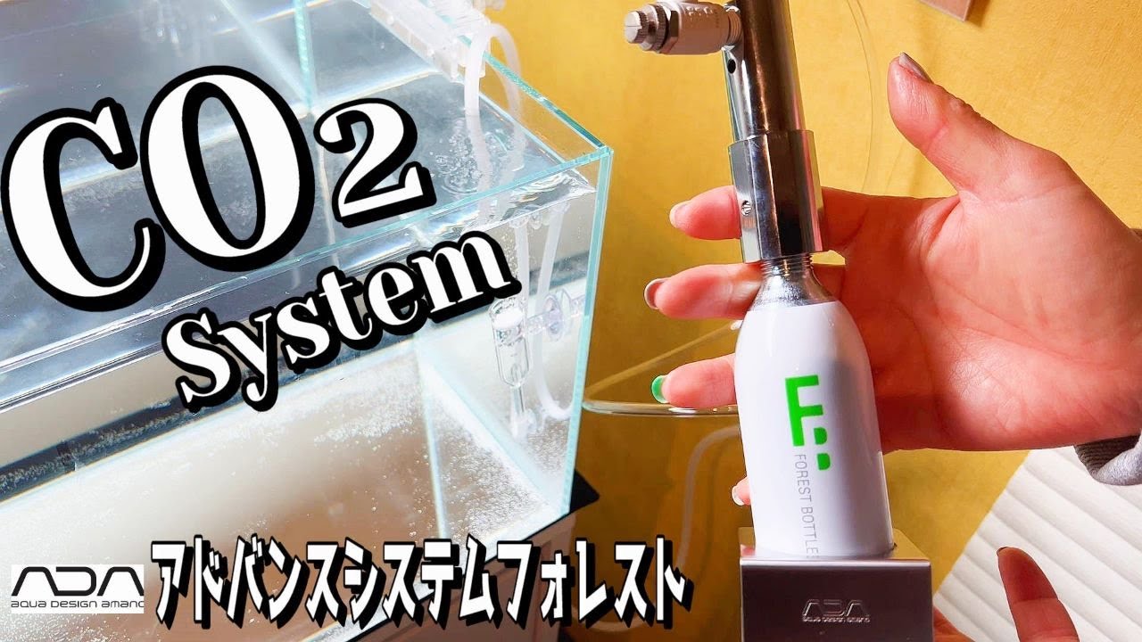 【アクアリウム】二酸化炭素システムを設置していく（水草成長のためにCO2を何故添加するのか？）