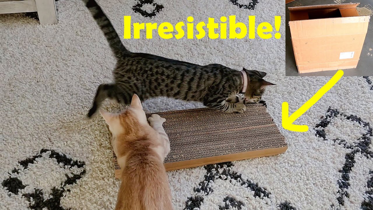 DIY Cat Scratch Board from Cardboards that cats LOVE!