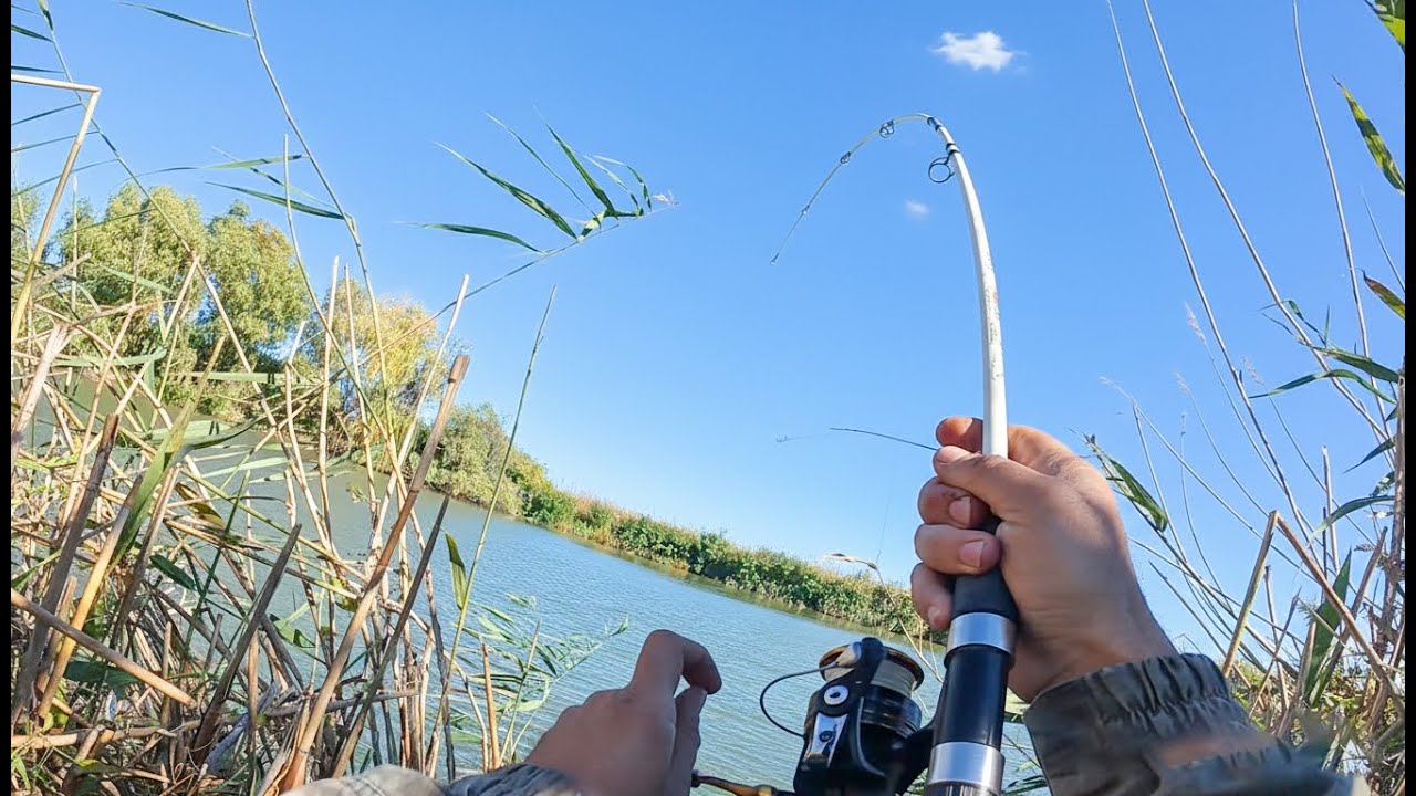 ОСЕННИЙ ЖОР РЫБЫ. ВО ПРЁТ! СОМЫ, ЖЕРЕХ И КРУПНАЯ ГУСТЕРА. САЗАН НА ЖМЫХ! ЩУКА НА ЖИВЦА.