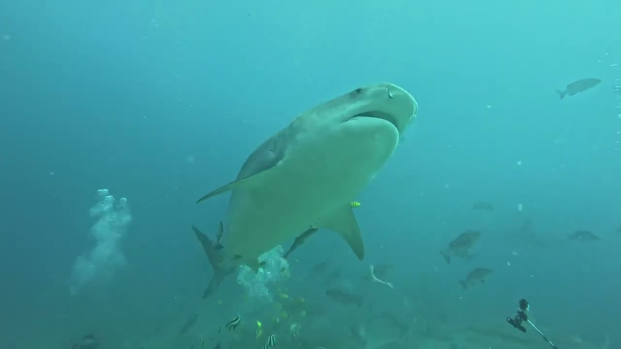 Shark Dive at Beqa Lagoon Fiji Part 1 #scubadiving #tigershark #fijiliving