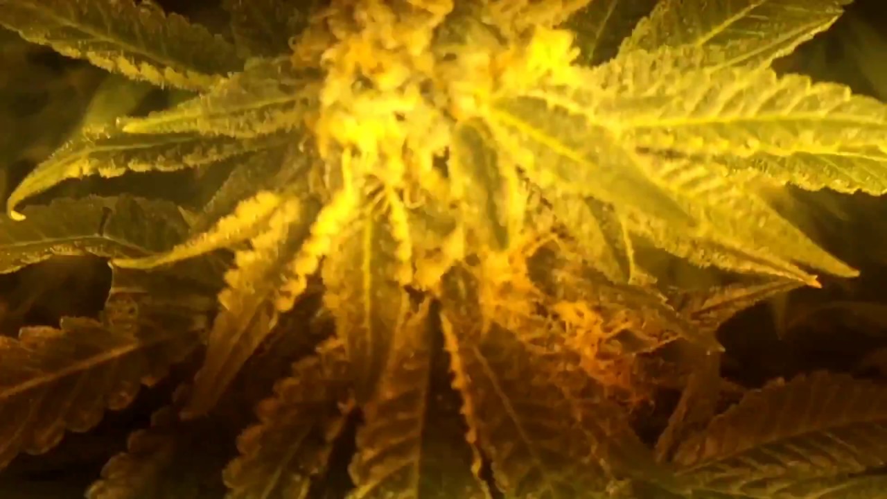 Day 44 - Cannabis Flower - Cruise Control