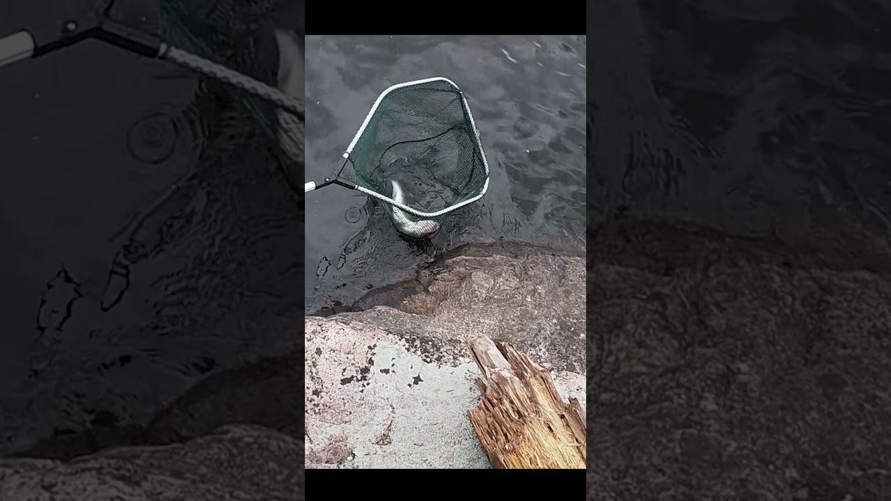 HOW TO FISH ZANDER FROM SHORELINE #shorts