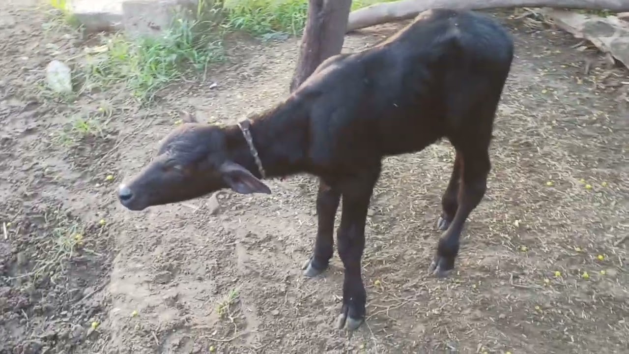 yograj bull ki 6 days ki female calf