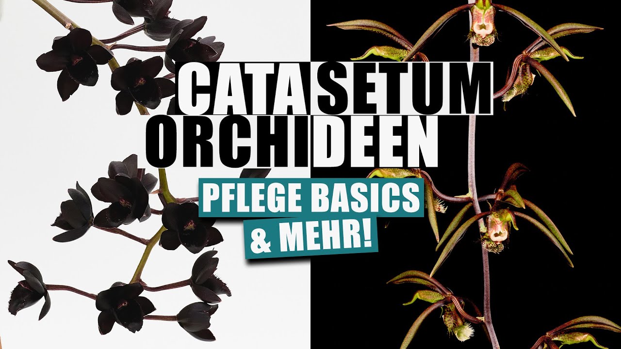 Catasetum Orchideen - Die coolsten Zimmer-Orchideen, die niemand kennt!