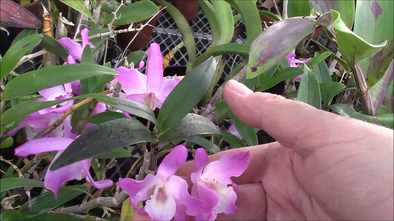 December 2019 Greenhouse Tour