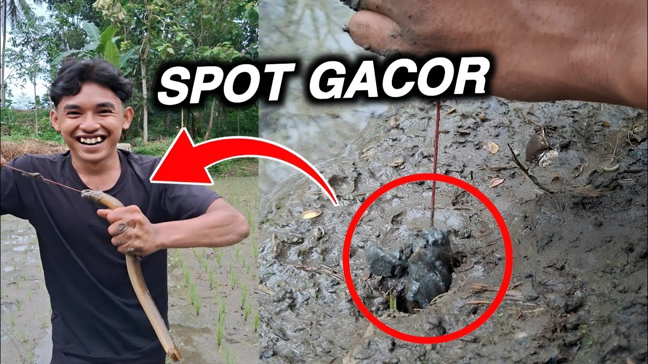 SPOT SAWAH BELUTNYA SANGAT MANTAP