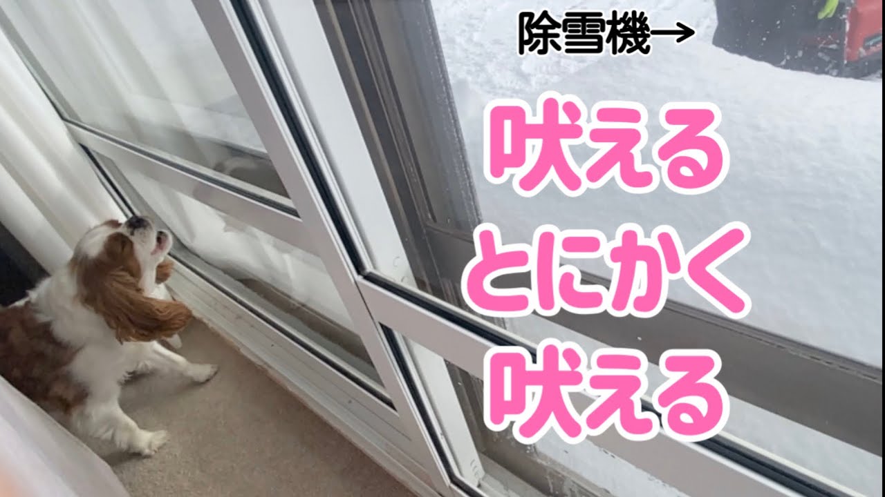 【大雪】除雪機を追い払おうとするけど向かってこられると逃避するキャバリア