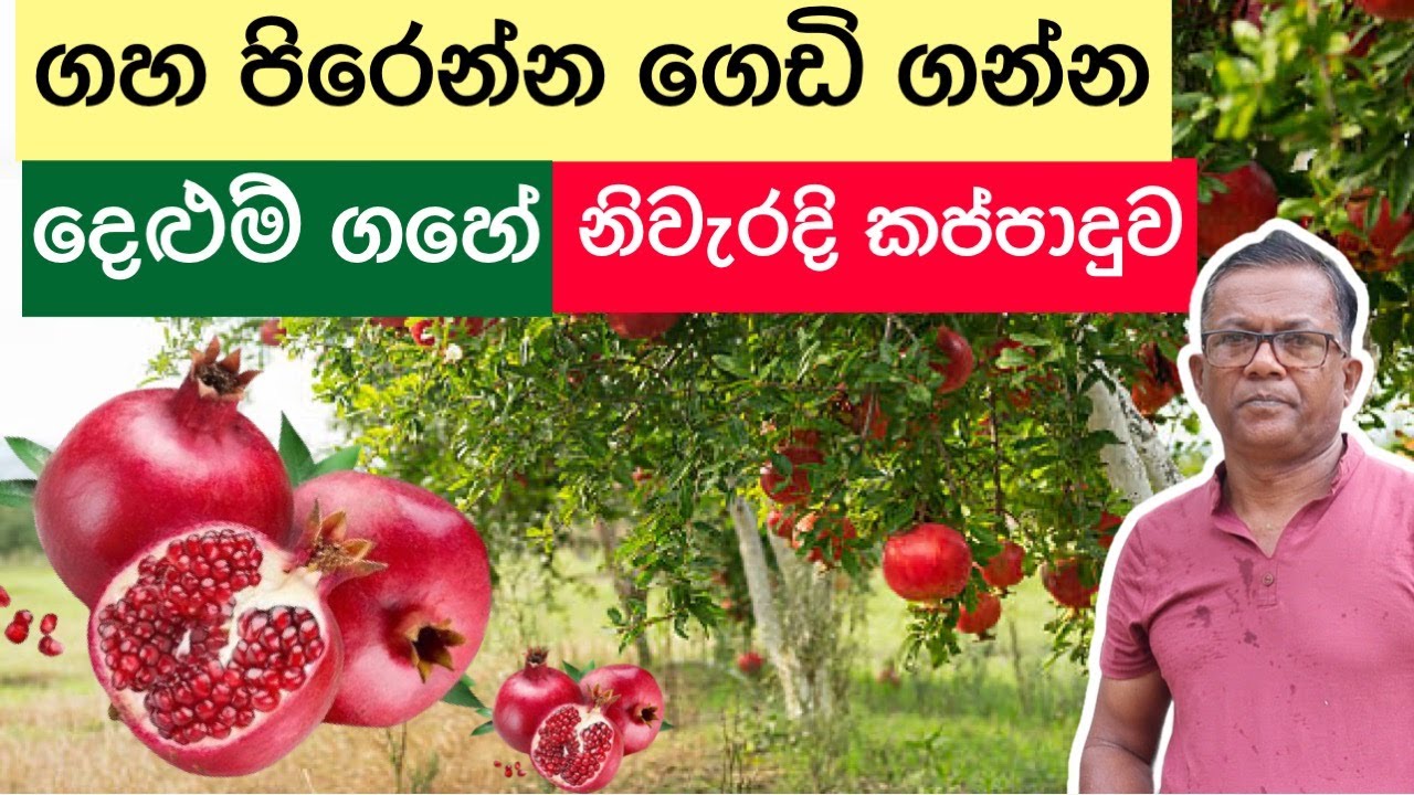 දෙලුම් ගස්වල මල් හැලෙනවද? ගෙඩි පැලෙනවද? | How to grow & prune pomegranate| Ceylon Agri | Episode 206