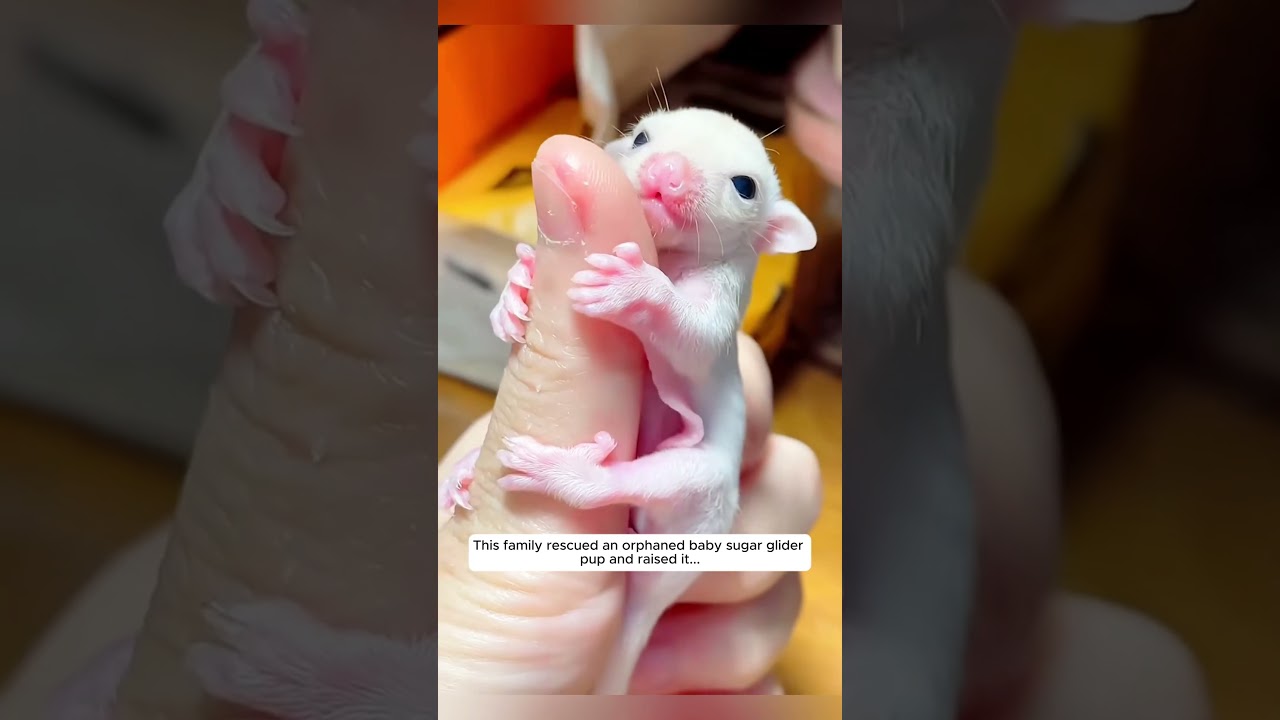 This family rescued an orphaned baby sugar glider pup and raised it