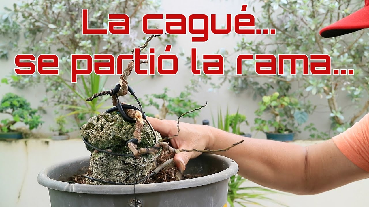 Olmo sobre roca en su primer modelado y rama partida …. Amabi Bonsai Tropical Puerto Rico