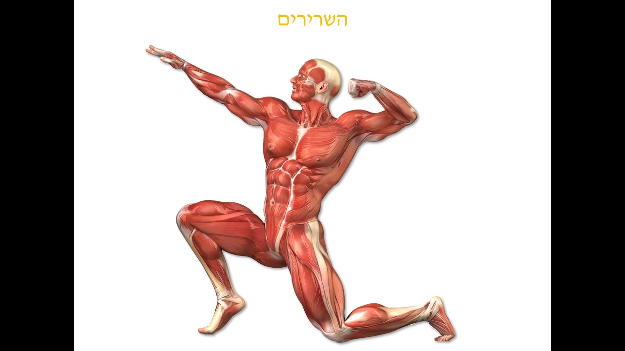 תסכית מערכת השרירים