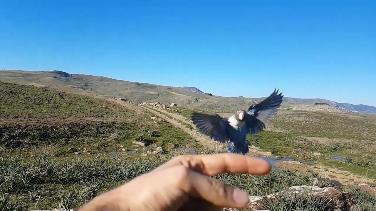 Agaponis Love Bird free flight on Slow Motion