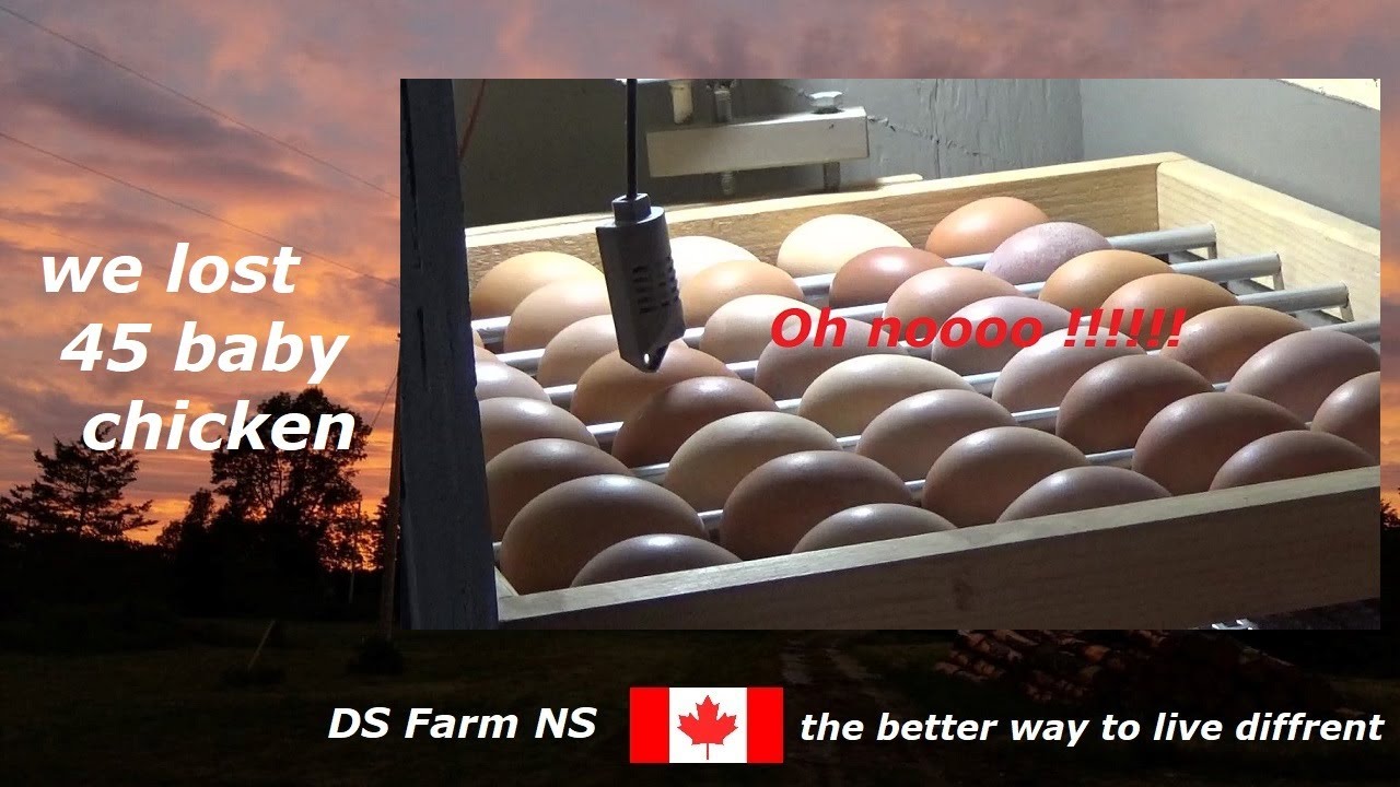 chicken incubator trouble