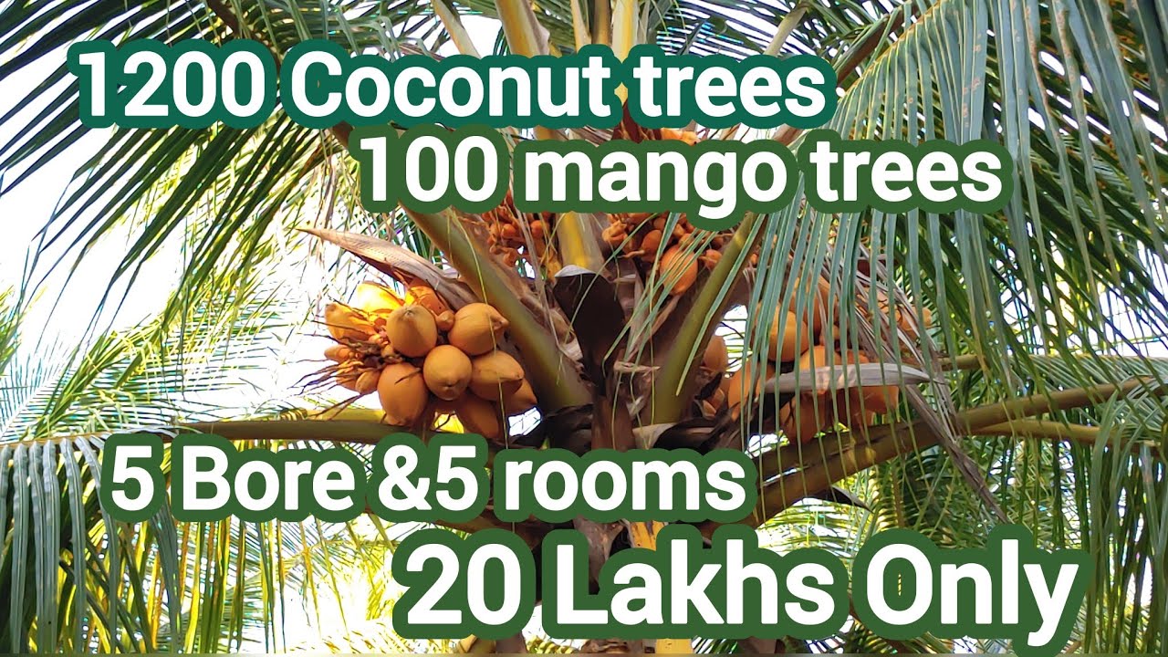 Project Number  : 603. Coconut Farm For Sale Valliyur - Kottaikarungulam - Kasthurirengapuram
