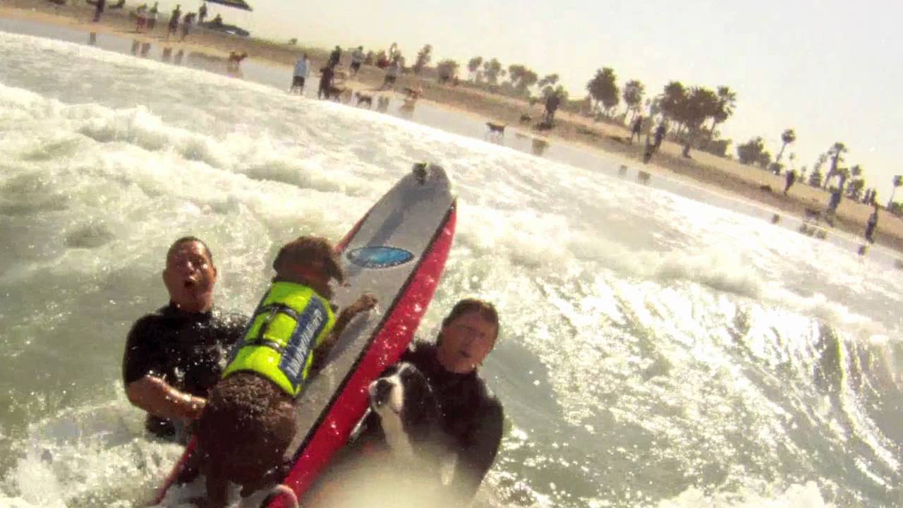 Mr Tyson Goes Surfing with the SoCal Surf Dogs