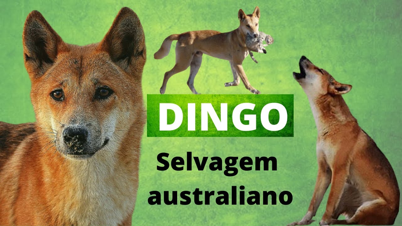 DINGO - O CÃO SELVAGEM DA AUSTRÁLIA! ELE É UM LOBO? QUE ANIMAL É ESSE?