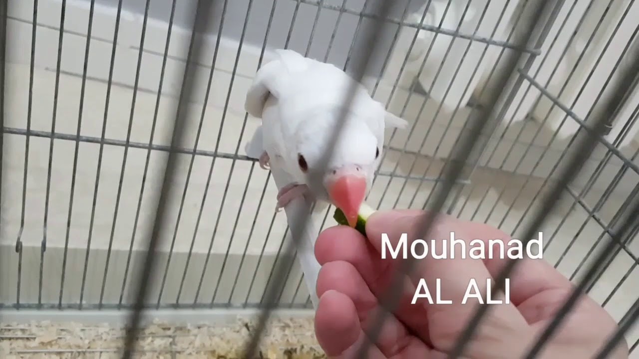 اول خطوة لبدء فطام فرخ ببغاء الدرة