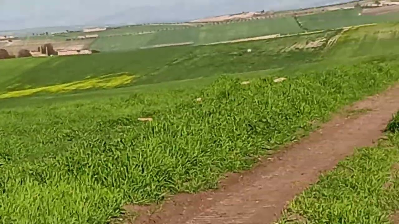 عين تموشنت الجزائر 