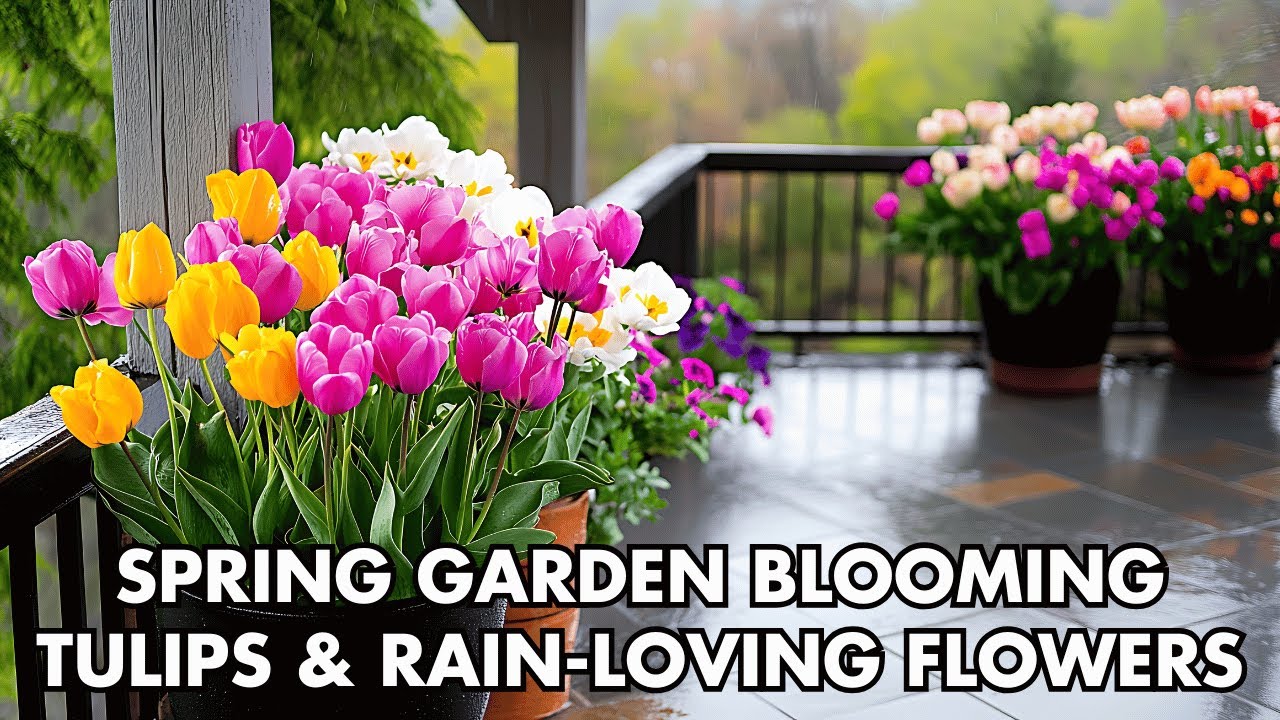 Spring Garden Prep with Blooming Tulips and Rain-Loving Flowers