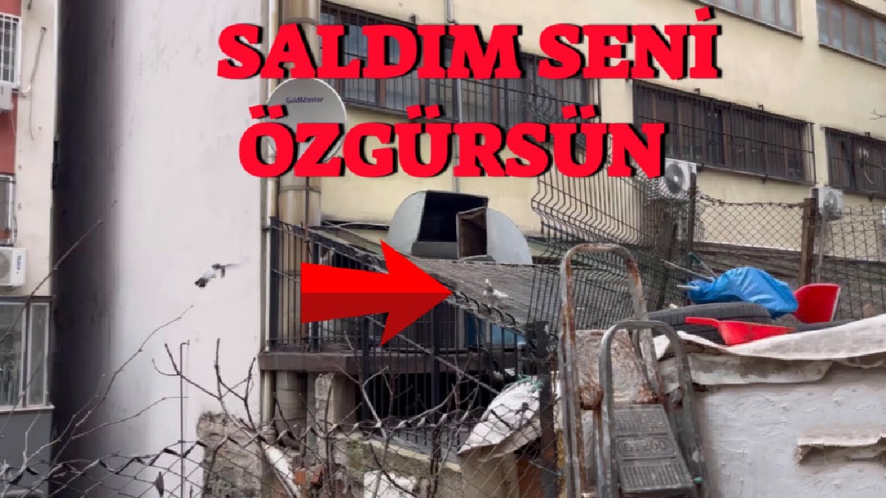 Kaçak Güvercin Yakaladım ( Aynı Gün Saldım )